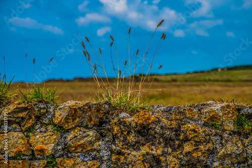 Caldey Island, Pembrokeshire, West Wales, UK photo