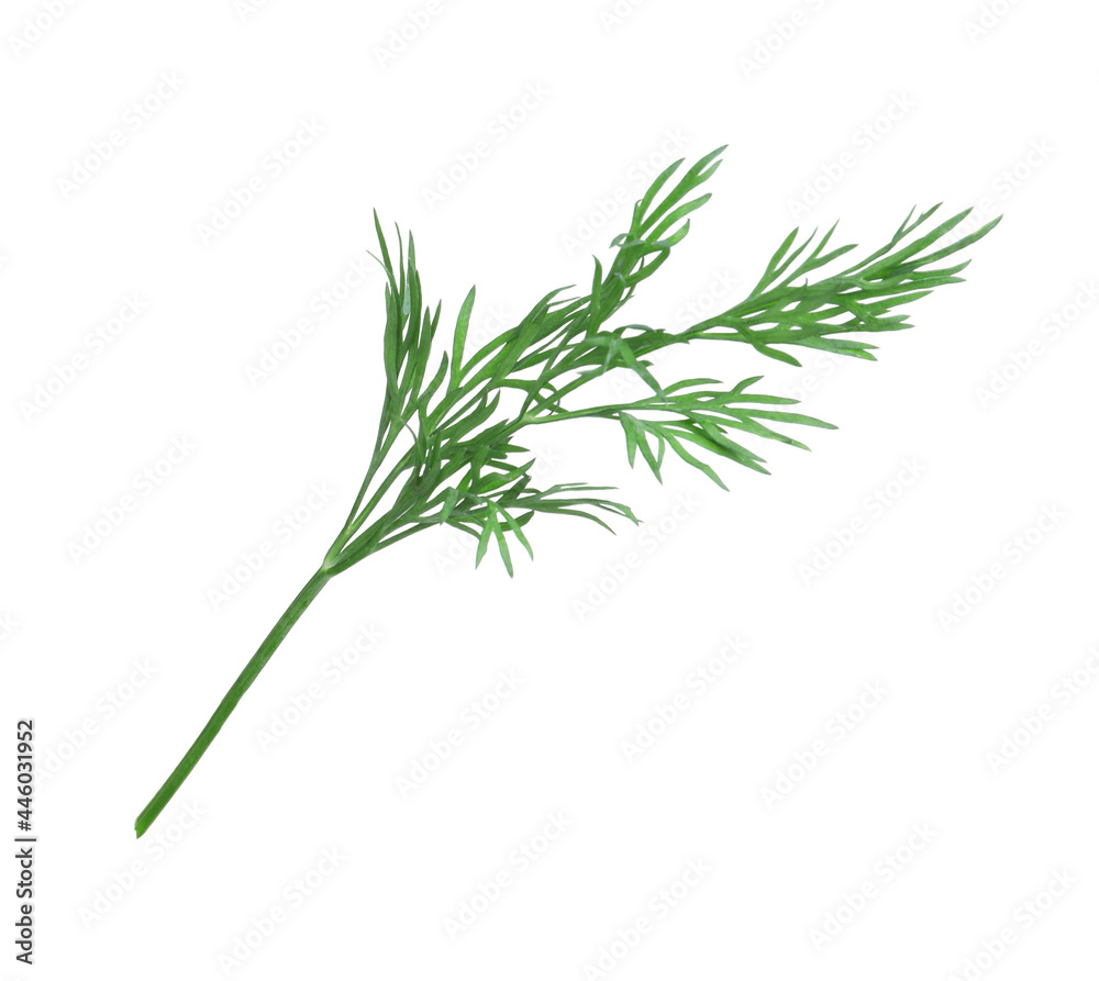 Sprig of fresh dill isolated on white Sprig of fresh dill isolated on white