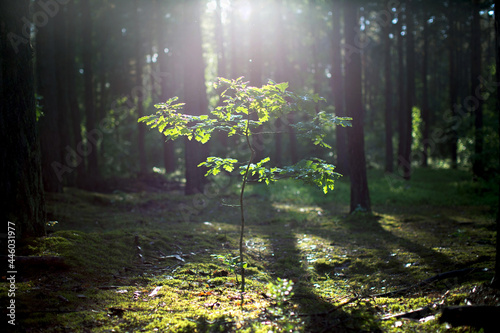 Fototapeta Naklejka Na Ścianę i Meble -  Young oak tree growing in the forest