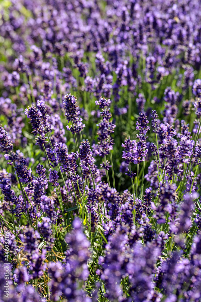 Obraz premium the blooming lavender flowers in Provence, near Sault, France
