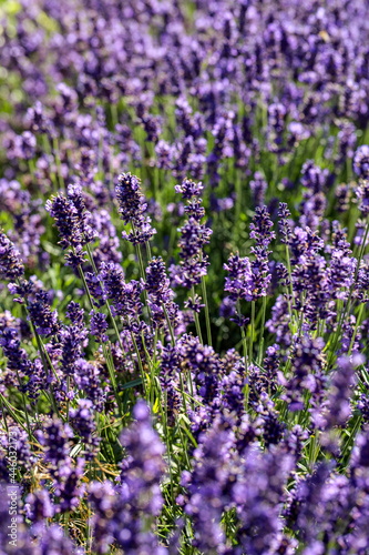  the blooming lavender flowers in Provence  near Sault  France