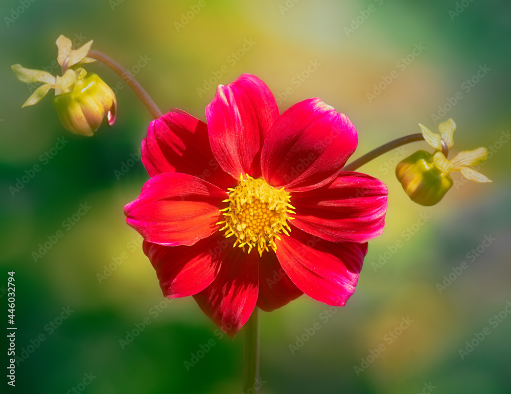 Fototapeta premium Beautiful red dahlia flower (Mignondalia Firebird) blooming in a garden