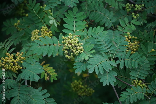 Vogelbeere oder Eberesche mit grünen Früchten, Sorbus aucuparia photo