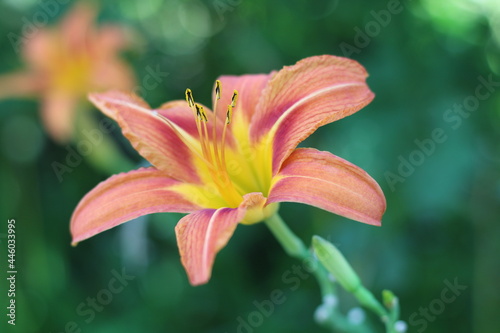 lily flowers grow in a country house garden