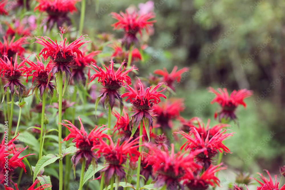 Scarlet beebalm, commonly known as bergamot or squaw, in flower Scarlet beebalm, commonly known as bergamot or squaw, in flower