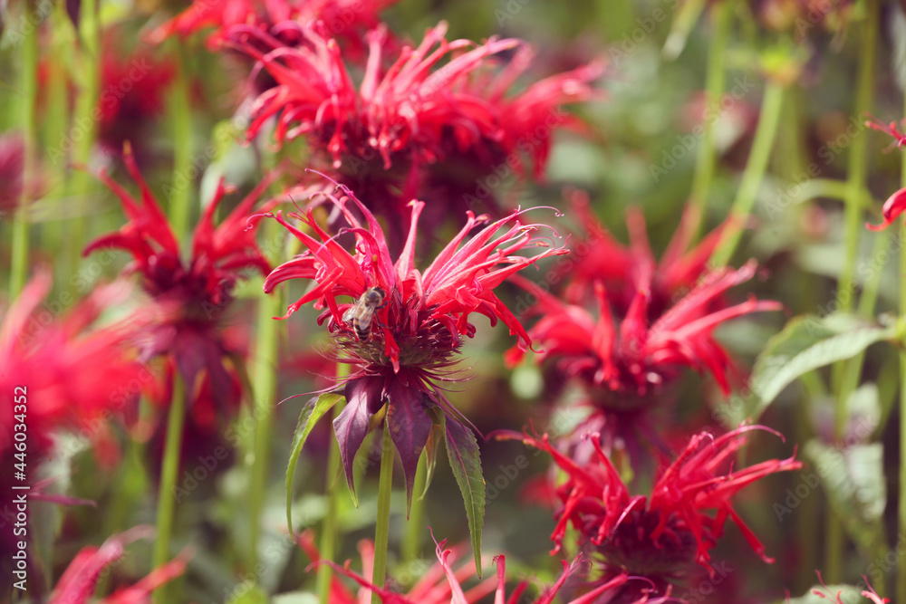 Scarlet beebalm, commonly known as bergamot or squaw, in flower Scarlet beebalm, commonly known as bergamot or squaw, in flower