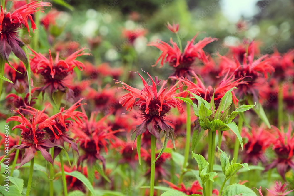 Scarlet beebalm, commonly known as bergamot or squaw, in flower