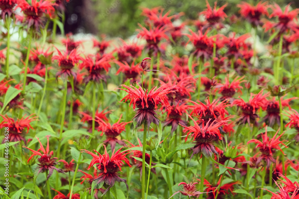 Scarlet beebalm, commonly known as bergamot or squaw, in flower Scarlet beebalm, commonly known as bergamot or squaw, in flower