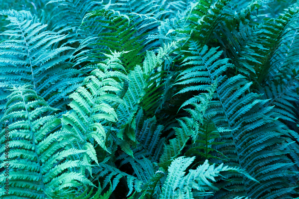 Beautyful ferns leaves green foliage natural floral fern background blue-green. 