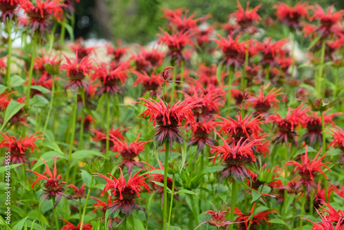 Scarlet beebalm  commonly known as bergamot or squaw  in flower