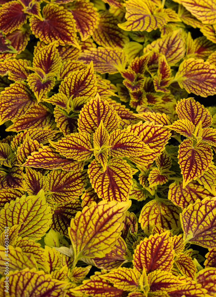 Floral carpet of red and green leaves of the coleus. Nature scene with decorative leaf garden plants. Floral carpet of red and green leaves of the coleus. Nature scene with decorative leaf garden plants.