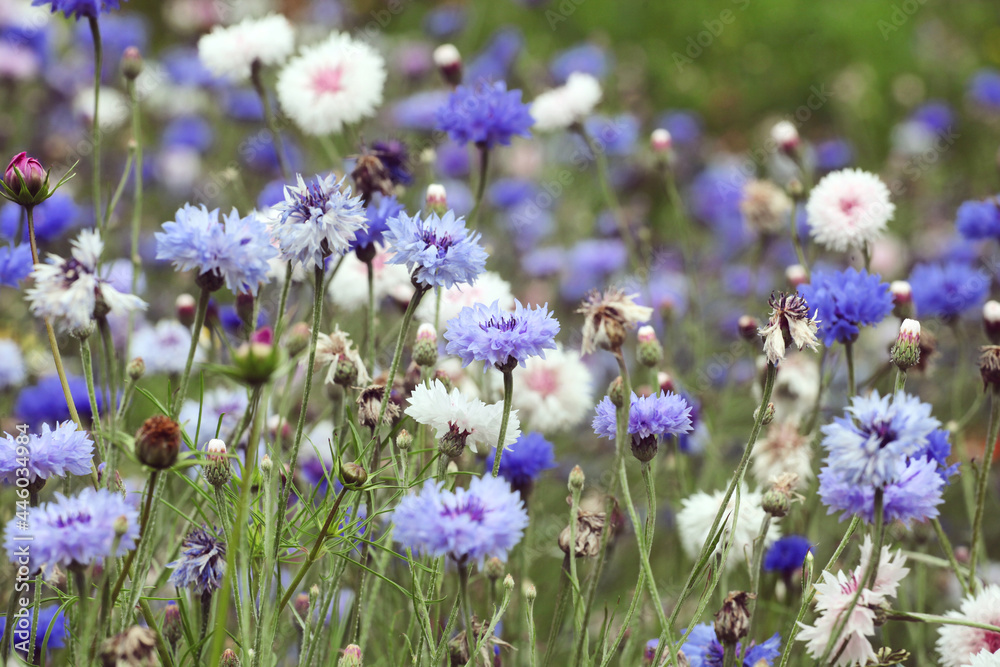 Pale blue cornflower 'Bachelor's button' in flower Pale blue cornflower 'Bachelor's button' in flower