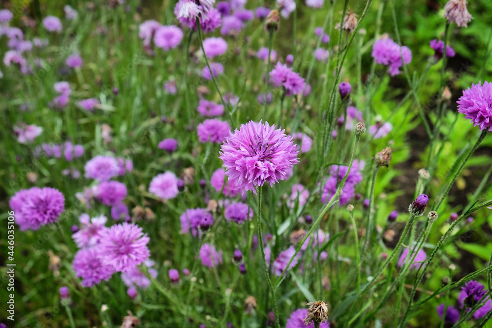 Purple wild cornflower 'Bachelor's button' in flower Purple wild cornflower 'Bachelor's button' in flower