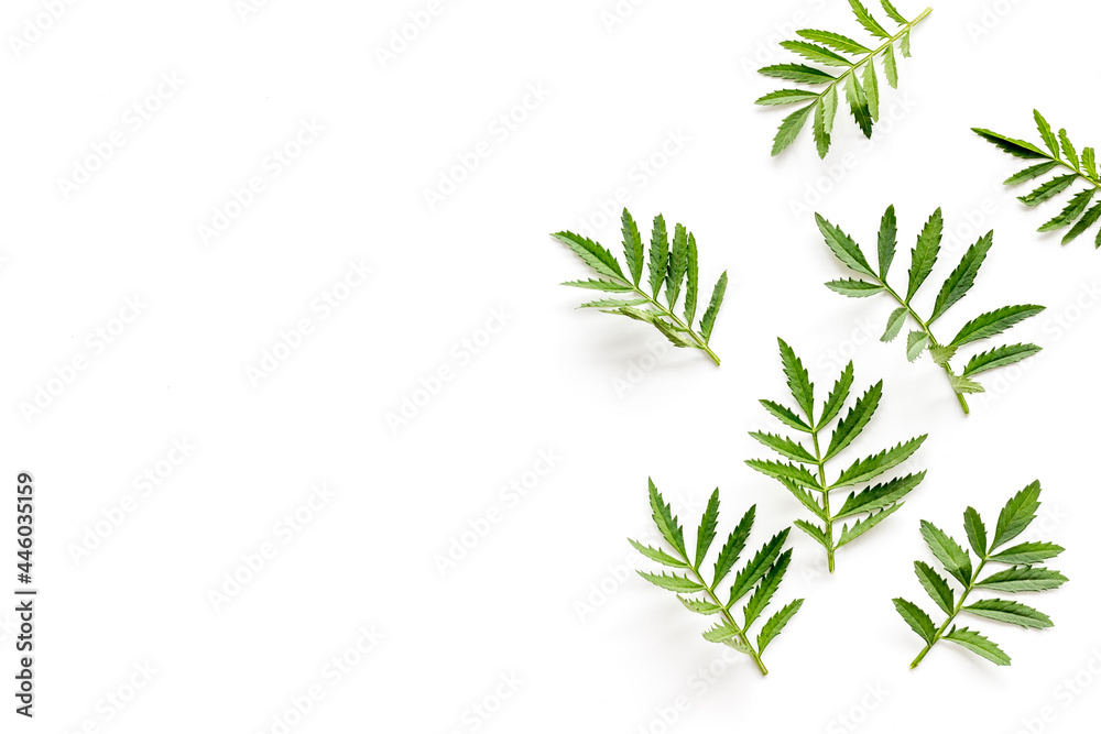 Fototapeta premium Green leaf branches isolated on white. Top view