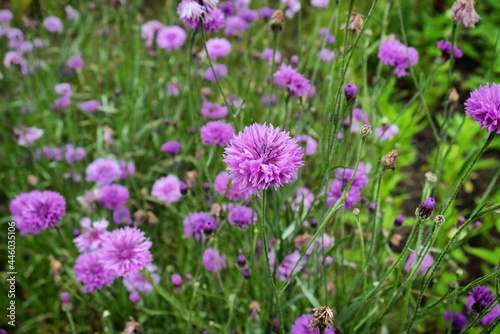 Purple wild cornflower 'Bachelor's button' in flower