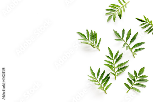 Green leaf branches isolated on white. Top view