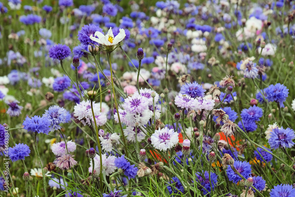 White and purple cornflower 'Bachelor's button' in flower White and purple cornflower 'Bachelor's button' in flower