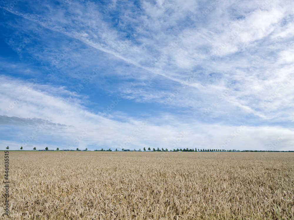 Fototapeta premium Grain field, Flevoland province, The Netherlands