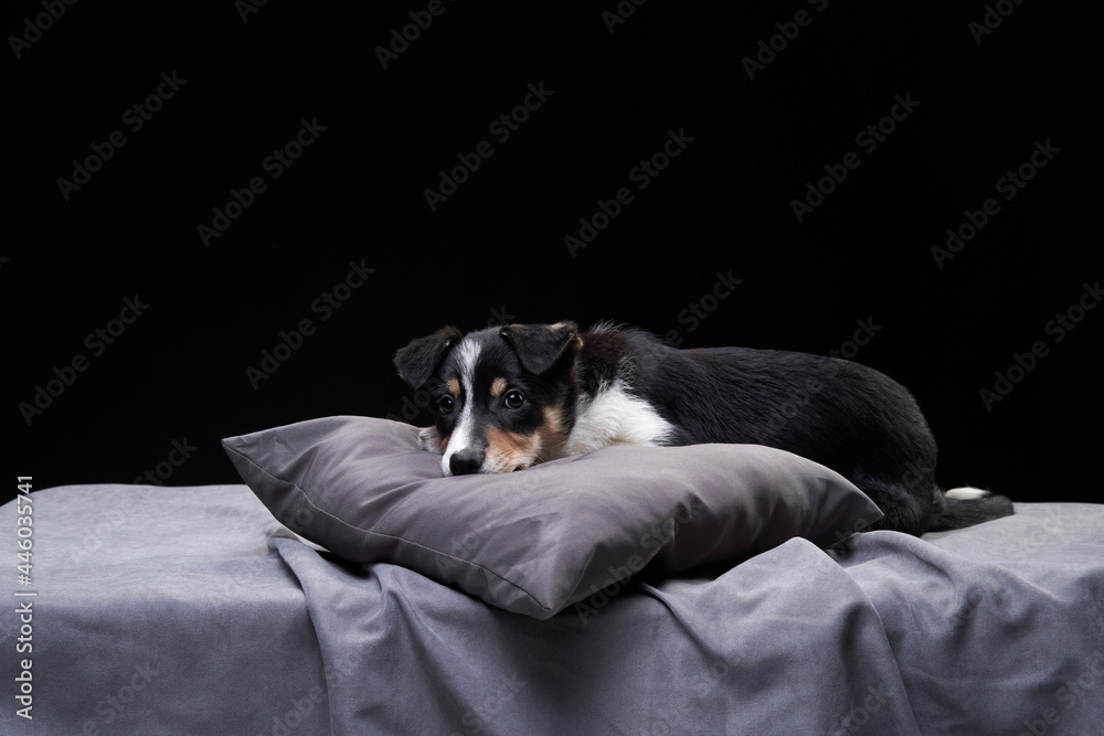 puppy plays, bites, indulges . Dog border collie in black puppy plays, bites, indulges . Dog border collie in black