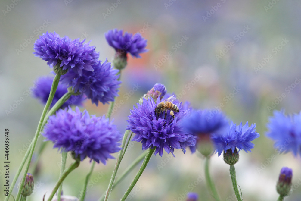 Blue cornflower 'Bachelor's button' in flower