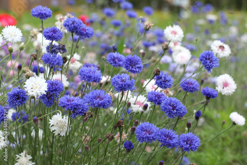 Blue cornflower  Bachelor s button  in flower