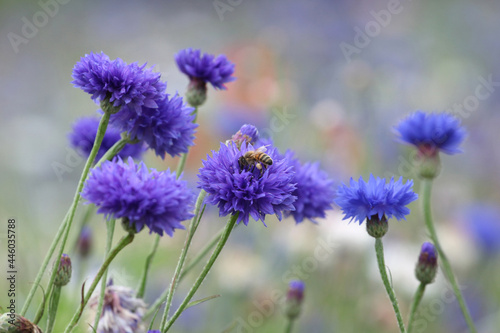 Blue cornflower  Bachelor s button  in flower