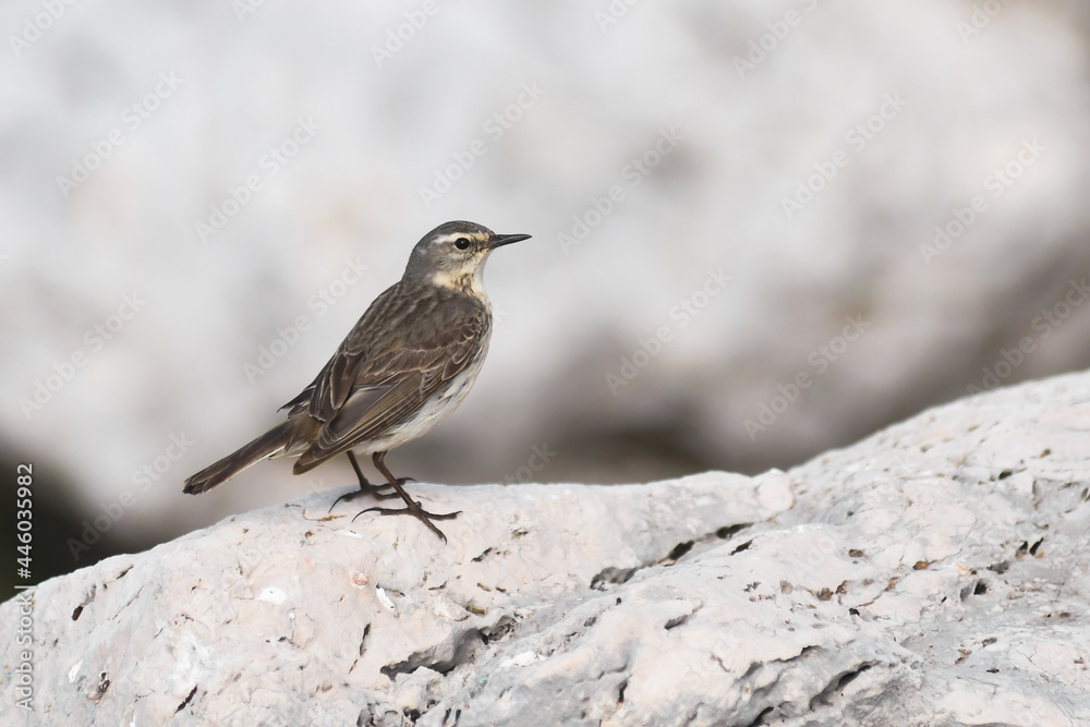 Spioncello (Anthus spinoletta) su roccia in primo piano su sfondo chiaro Spioncello (Anthus spinoletta) su roccia in primo piano su sfondo chiaro