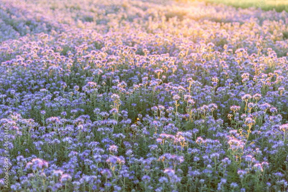 Field of purple flowers at sunrise, rural landscape
