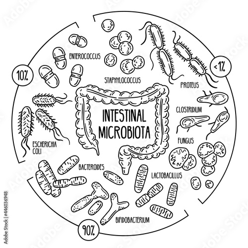 Normal, opportunistic, pathogenic gut microbiota of the digestive tract. Vector infographics of the human intestinal flora. Microorganisms in the colon.