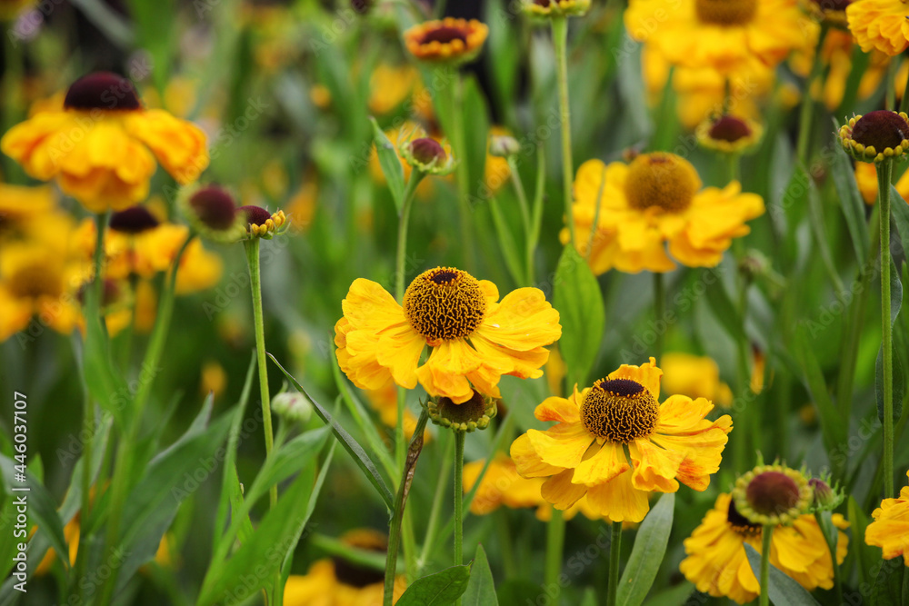 Yellow helenium sneezeweed 'wesergold' in flower Yellow helenium sneezeweed 'wesergold' in flower