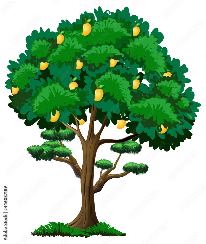 Yellow mango tree isolated on white background