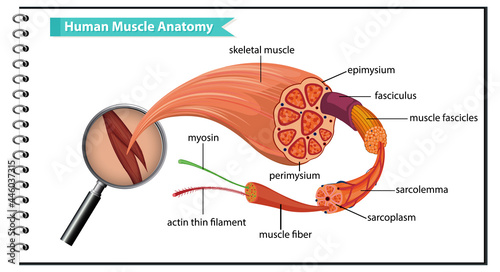 Human muscle anatomy with body anatomy