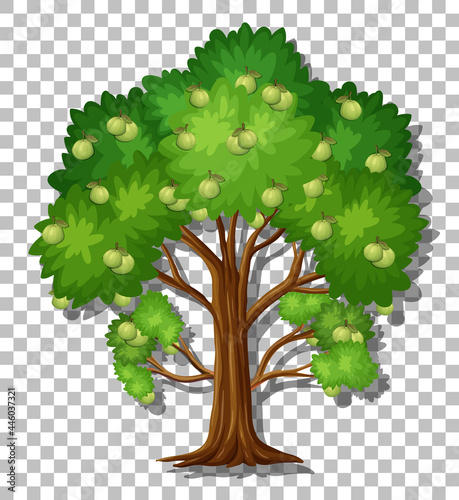 Guava tree on transparent background