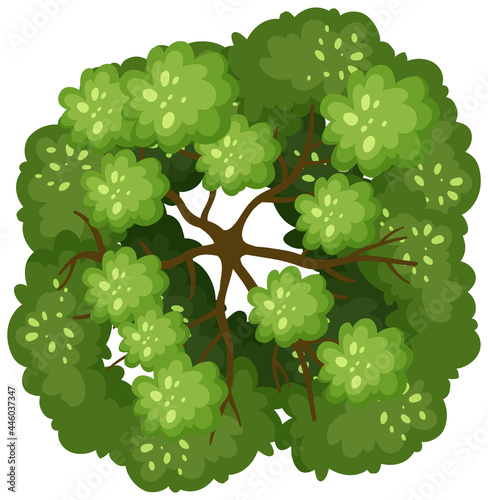Top view of a tree isolated on white background