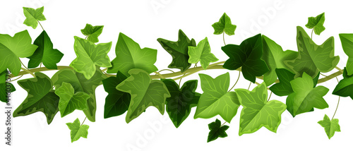 Spring ivy plant vector seamless border, climbing vine leaf frame, liana creeper twig illustration on white. Nature greenery ornament background, floral realistic foliage clipart. Ivy plant branch