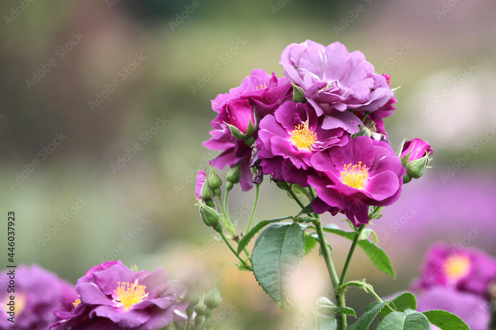 Purple Rosa Rhapsody in Blue 'frantasia' in flower Purple Rosa Rhapsody in Blue 'frantasia' in flower