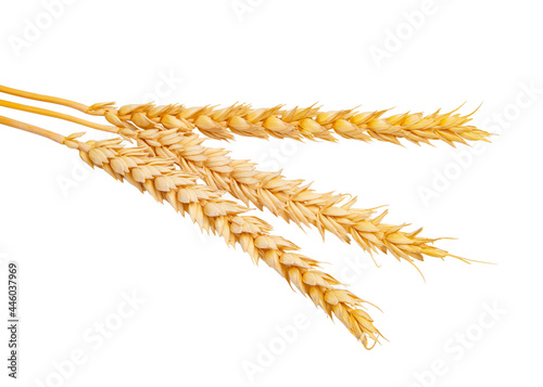 Dried grain wheat yellow isolated on the white background