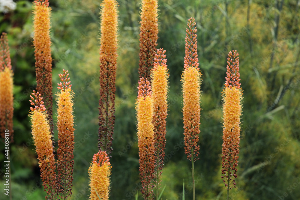 Eremurus cleopatra 2024