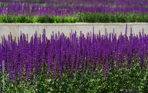 Blossom purple sage on semicircular terraces in city park Krasnodar or Galitsky park in sunny spring 2021. Nature concept with blurred background and close-up selective focus on flowers