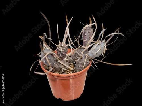 Cactus. Tephrocactus Articulatus Papyracanthus (2001) (Latin Name), The Birthplace of South America, Ten Years Old. Can Serve as A Decoration for Any Collection. Cut On Black Background photo