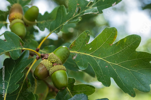 Close up of three acorns on a branch in late summer 