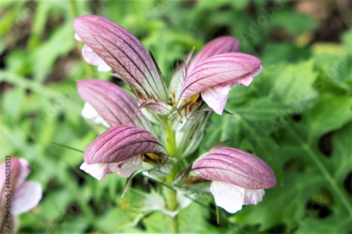 Wild  wachsender blühender Balkanbärenklau, auch als Ungarischer Bärenklau bezeichnet - Akanthus  mollis photo