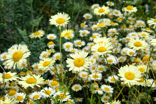 Yellow Anthemis tinctoria Sauce Hollandaise daisies in flower photo