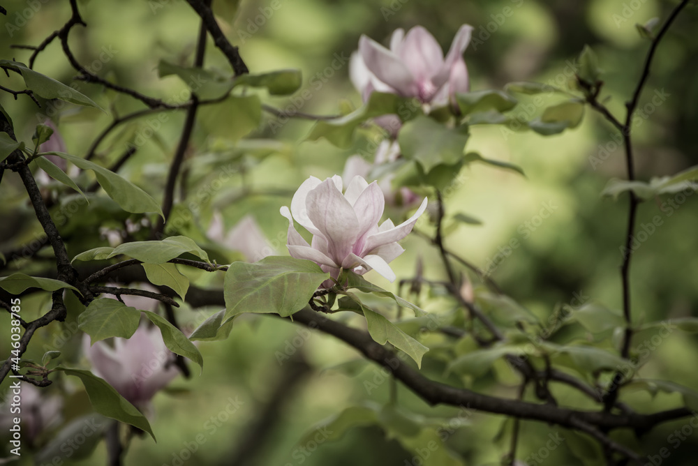 Magnolia spring flowers Magnolia spring flowers