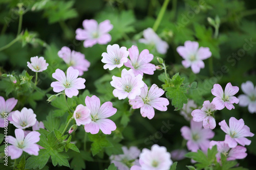 Fotografie Hardy Geranium 'dreamland in flower