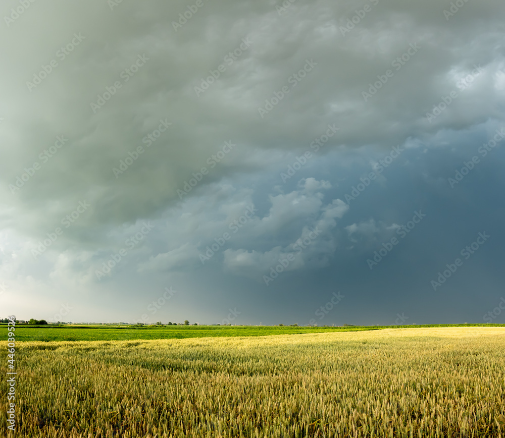 Dark storm clouds gather over the grain fields. Photo taken in natural light. Dark storm clouds gather over the grain fields. Photo taken in natural light.