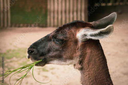 Fototapeta Naklejka Na Ścianę i Meble -  Brązowa alpaka w Zoo
