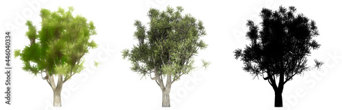 Set or collection of Olive trees  painted  natural and as a black silhouette on white background. Concept or conceptual 3d illustration for nature  ecology and conservation  strength  endurance