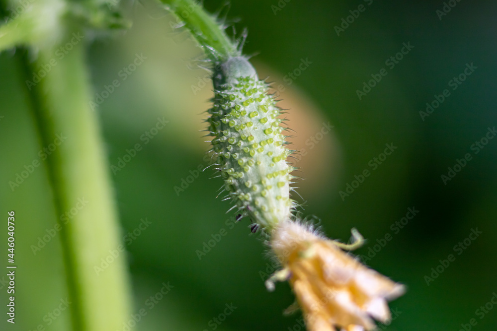 green young growing cucumber on the plant