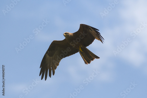 Nibbio bruno (Milvus migrans) in volo su sfondo cielo,primo piano silhouette photo